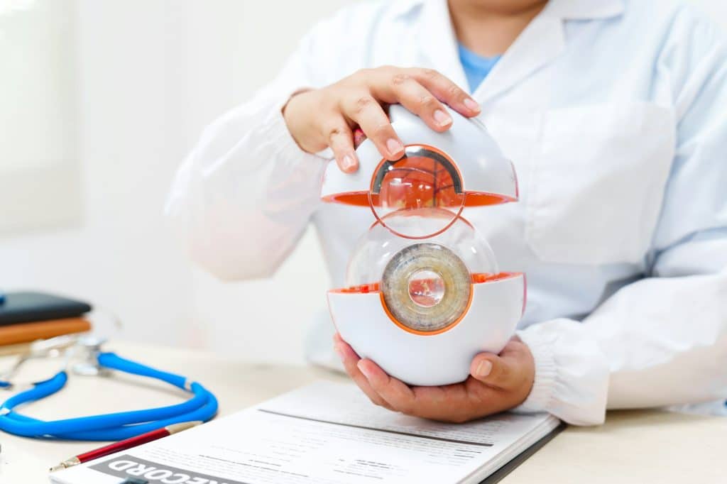 An eye doctor examines an anatomical model of the eye at the clinic, focusing on lens structure